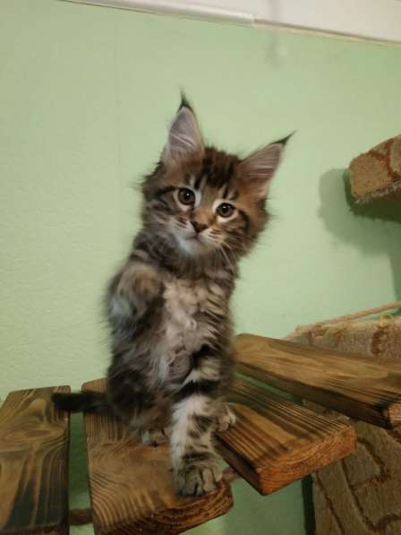 Девочка Мейн кун в Челябинске фото 24