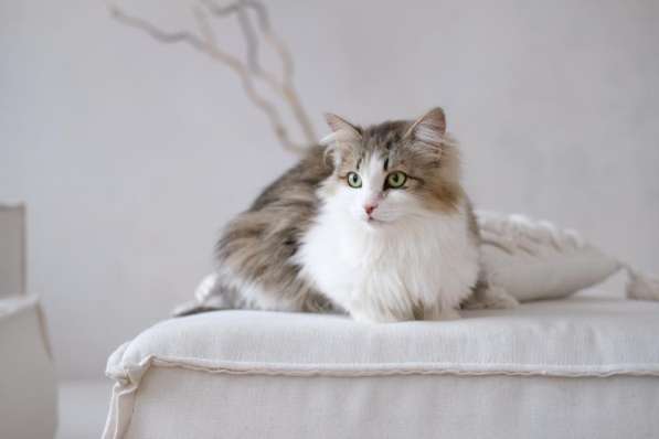 Кошка Вафля ищет дом в Екатеринбурге