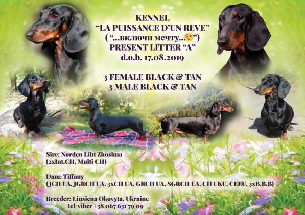 Щенки такс стандартной гладкошерстной в фото 7