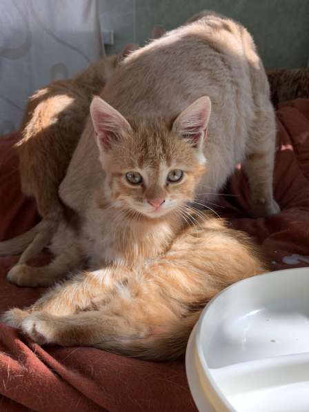 Котята и мама кошечка ищут любящих хозяев в Абинске фото 8