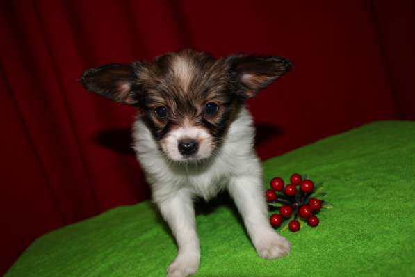 Папийоны в Ростове-на-Дону фото 11