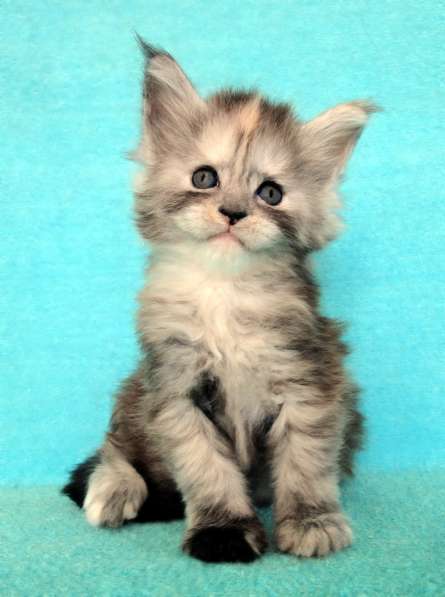 Апельсинки к Новому Году в Рязани фото 86