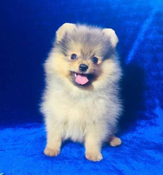 Щеночки шпица