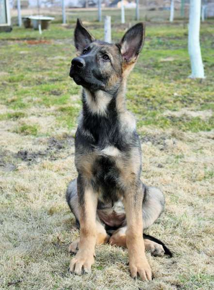 Щенки восточноевропейской овчарки (ВЕО) в фото 9