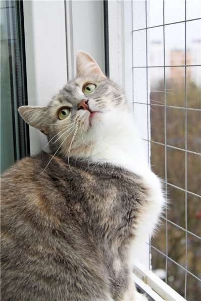 Нежная девочка Грета ищет дом в Москве фото 4