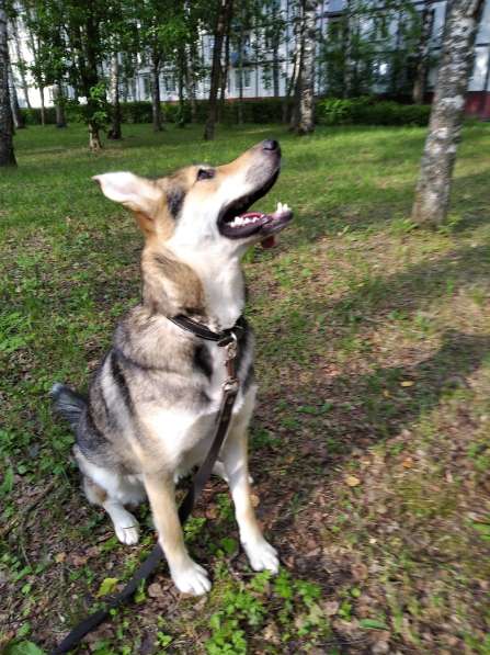 Тася в добрые руки в Ногинске фото 17