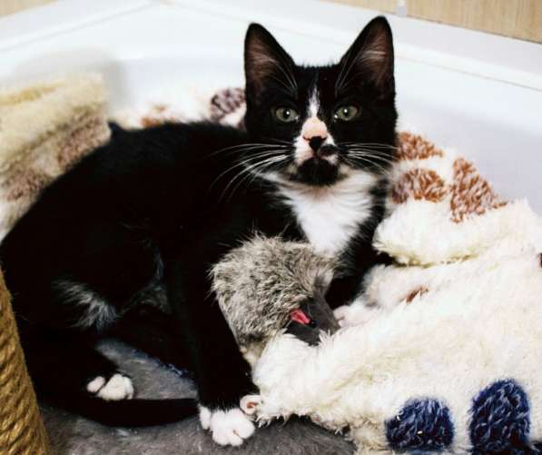 Юные котята ищут дом в Санкт-Петербурге фото 10