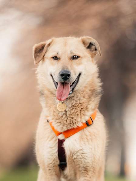 Ищет дом Ромео #ромео_дубоваяроща в Москве фото 48