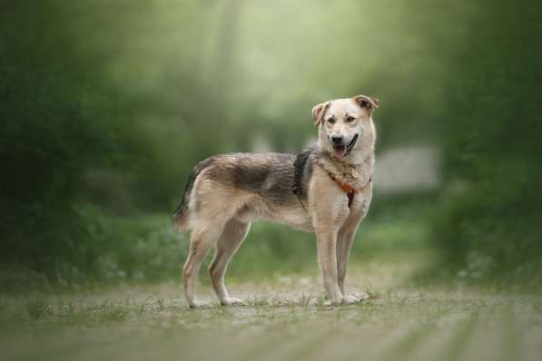 Ищет дом Ромео #ромео_дубоваяроща в Москве фото 34