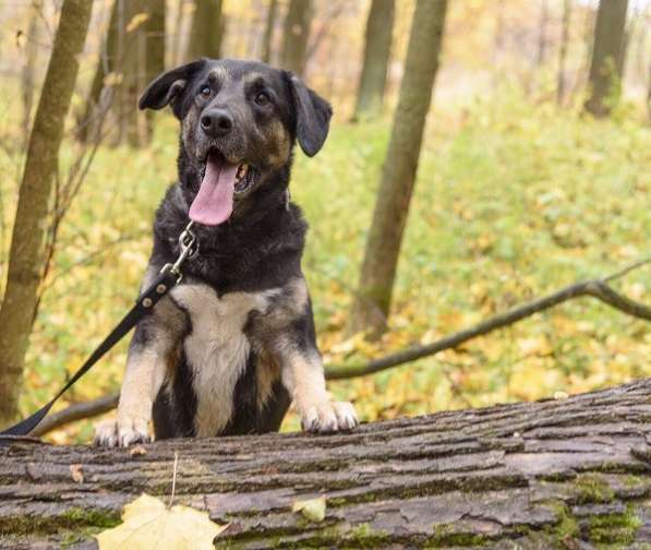 Джек ищет дом! в Москве фото 16