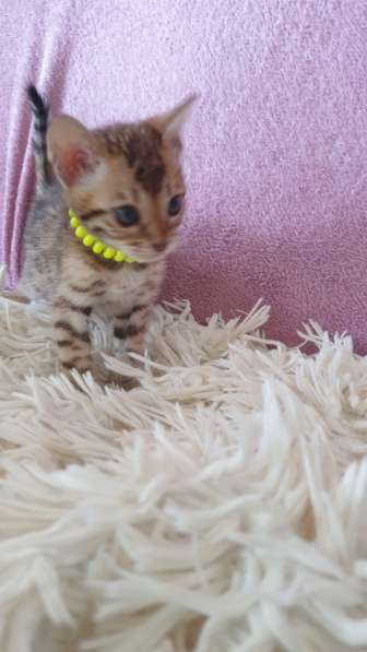 Kitten Bengal в 