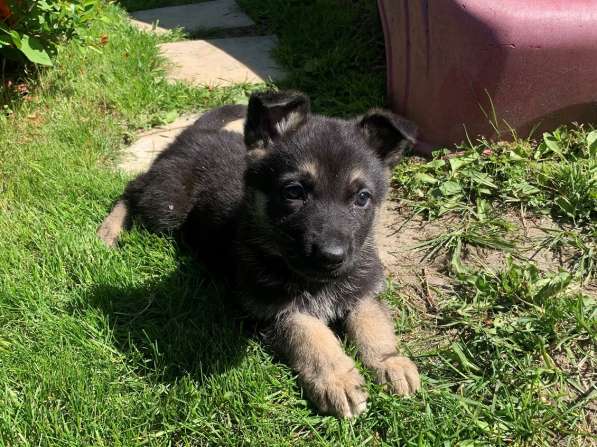 Щенки ВЕО с документами в Санкт-Петербурге фото 40