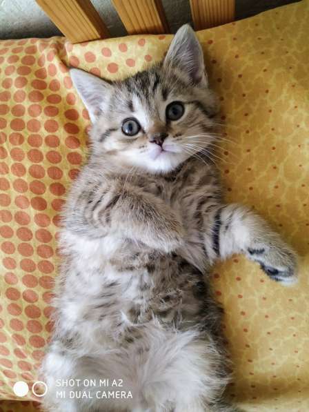 Шотландские котята в Москве фото 15