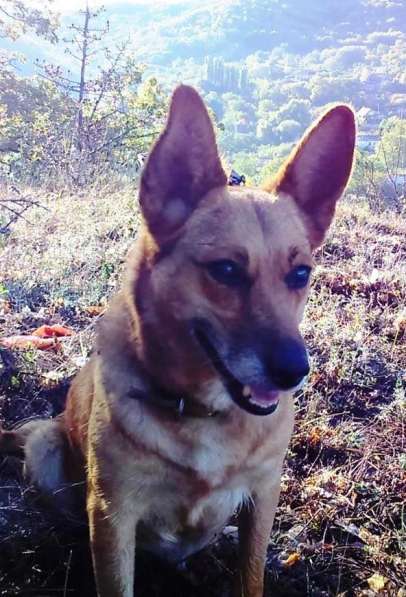 Отдам в добрые руки в Севастополе фото 13