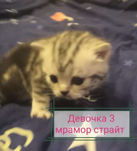 Шотландские котята продажа в Пензе фото 10