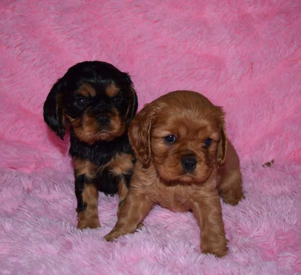 Кавалер-кинг-чарльз-спаниель. Щенки
