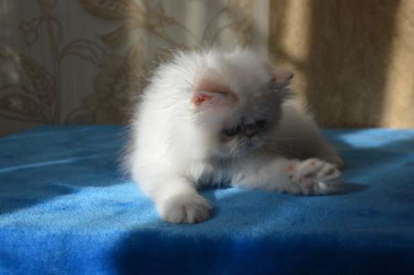 Персидские котята в Москве фото 3