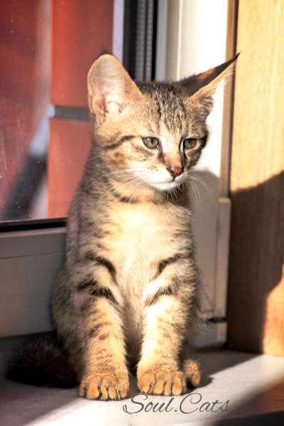 Чаузи F1 питомника Soul. Cats! в Москве фото 16