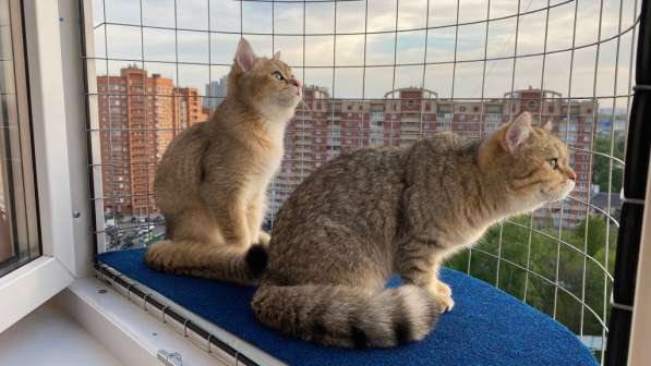 Балкон кошек на окно "Васька" Katfreedom в Москве фото 7