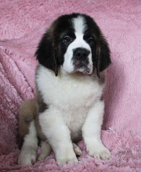 Юный щенок в Белово фото 9