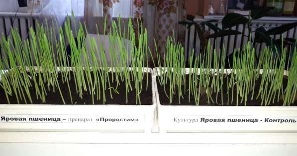 Стимулятор роста растений - органическое удобрение ПроРостим в Краснодаре фото 4
