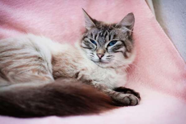 Молодая кошечка Барселона в добрые руки в Москве