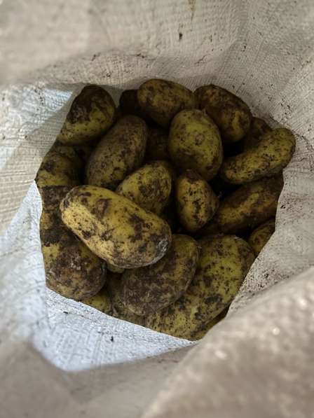 Картошка/картофель кормовая в Анапе