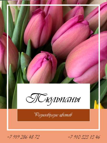 Сочные тюльпаны