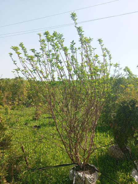 Плодовые и хвойные растения из питомника в Шебекино фото 7