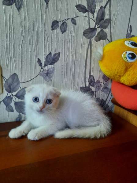 Шотландские котята в Краснодаре фото 12
