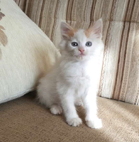 Котенок-пуховичок в добрые руки, 2,5 мес в Москве фото 14