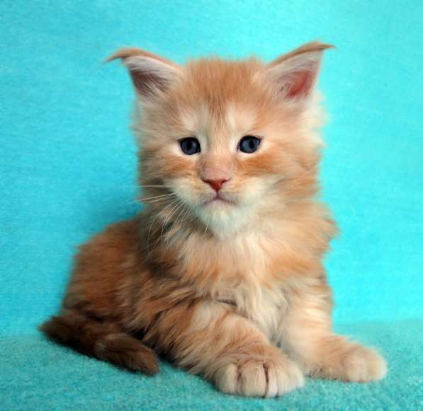 Апельсинки к Новому Году в Рязани фото 90