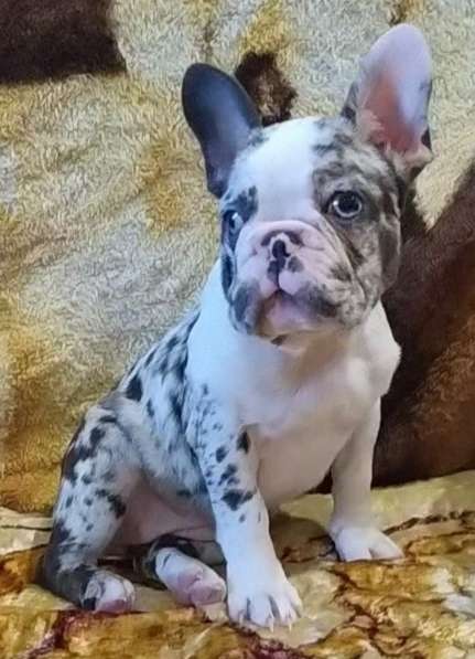 Французский бульдог. Merle. Blue eyes