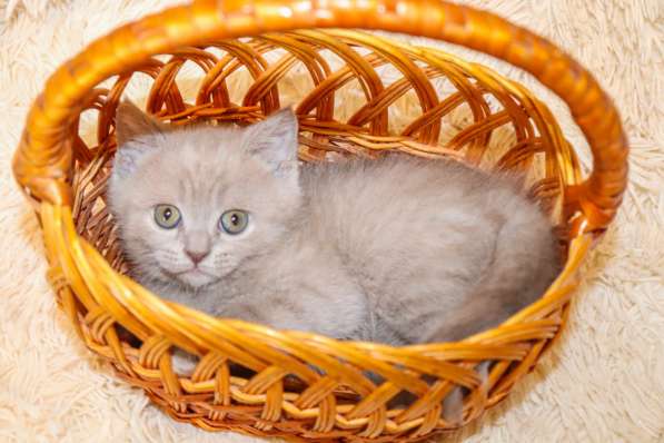 Шотландские котята в фото 10