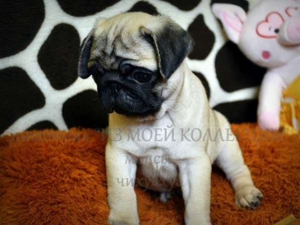 Щенки мопса в Самаре, РКФ в Самаре фото 11
