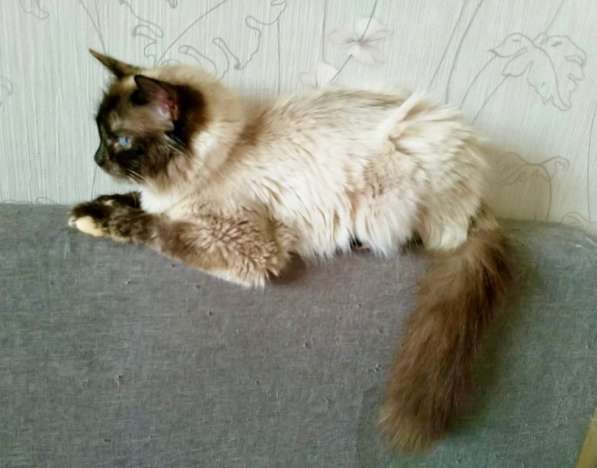 Невская красавица Сильва мечтает обрести дом в Москве фото 19