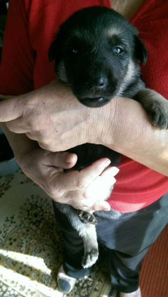 Продаются щенков ВЕО в Евпатории фото 37