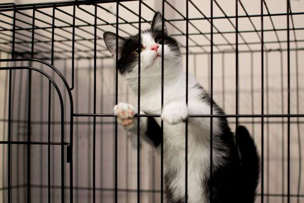 Гордый Ди Каприо ищет своего покровителя в Москве фото 6