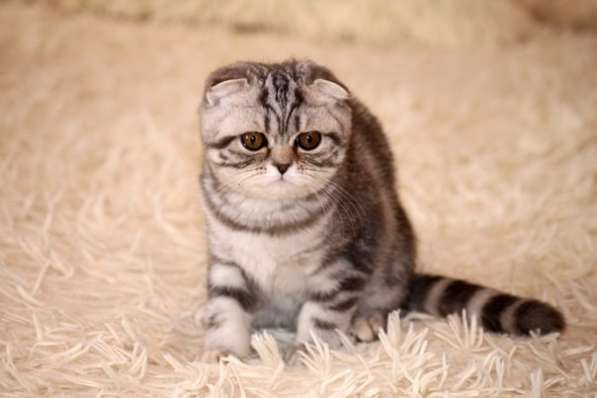 Британские котята элитных кровей