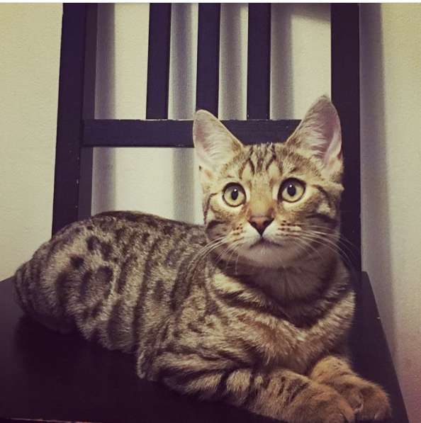 Котята