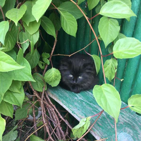 ОСТАЛАСЬ ОДНА, СРОЧНО НУЖЕН ДОМ в Твери фото 8