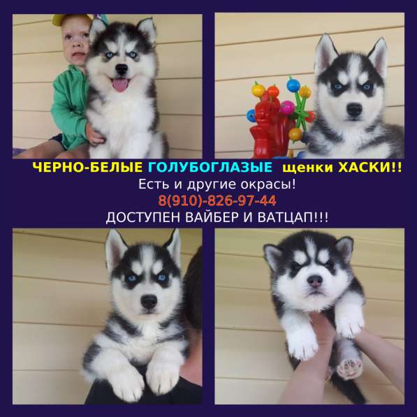 Щенята хаски разных окрасов