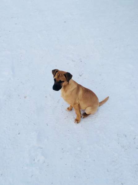 Чудо-собакен, дурашка немножко в Екатеринбурге фото 5