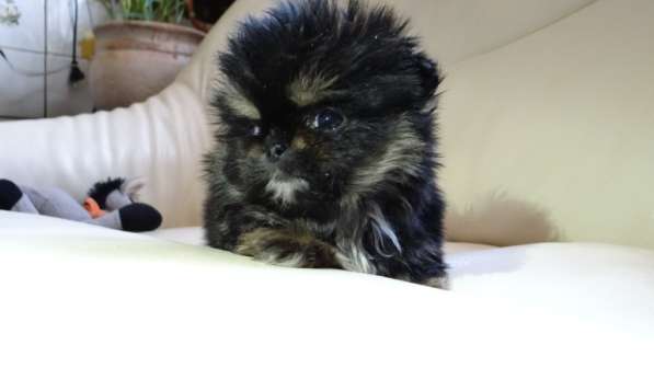 Мини-мишка девочка померанского шпица. Крошечная в фото 24