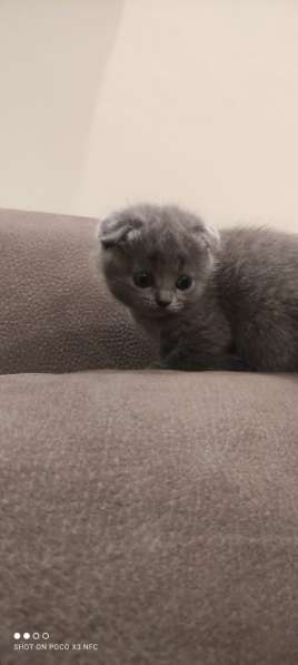Шотландские котята в фото 6