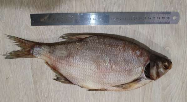 Вяленая рыба оптом! в Славянске-на-Кубани фото 7