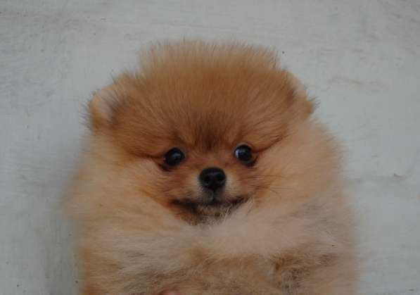 Ищем самые лучшие ручки в Москве фото 3