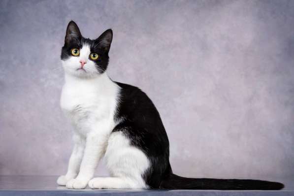 Грациозность и любопытство– знакомьтесь, Мася! в Москве фото 5