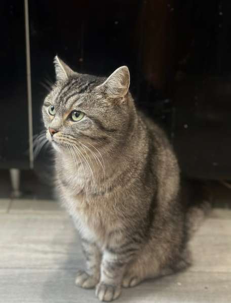 ⭐️Кошка породистая в добрые руки ⭐️ в Москве фото 5