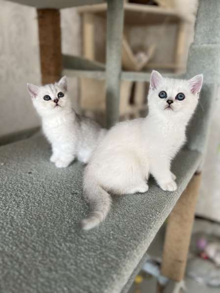 Reinrassige BKH Kitten mit blauen Augen в 
